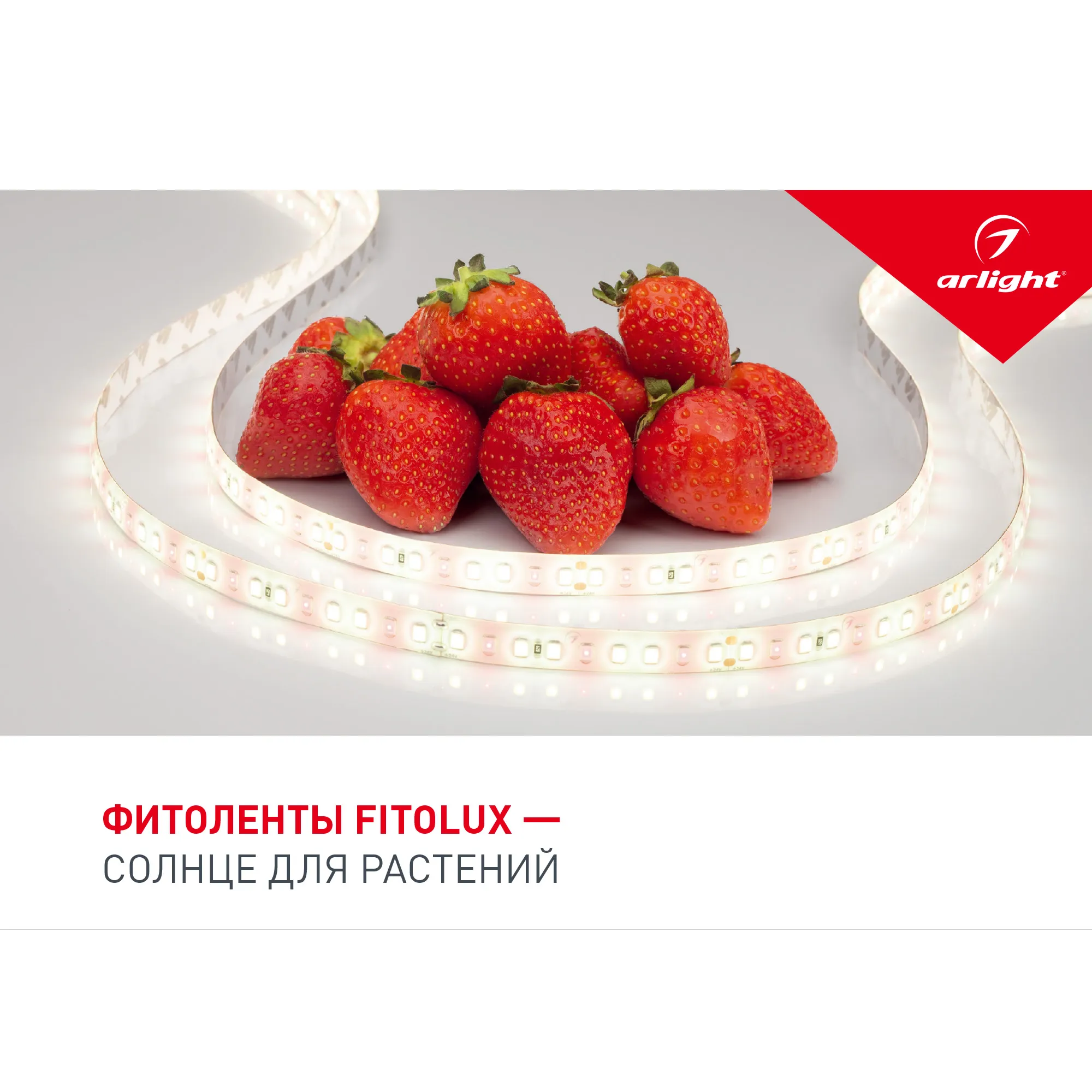 Буклет FITOLUX. 2022 (Arlight, -) - изображение товара